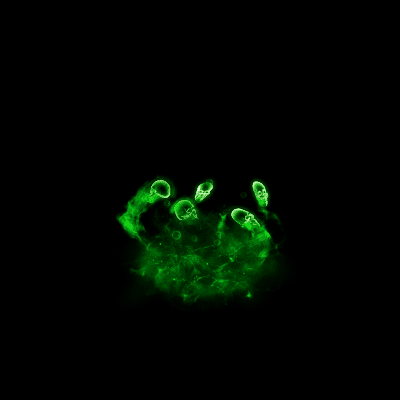 其他攻击特效系列0284